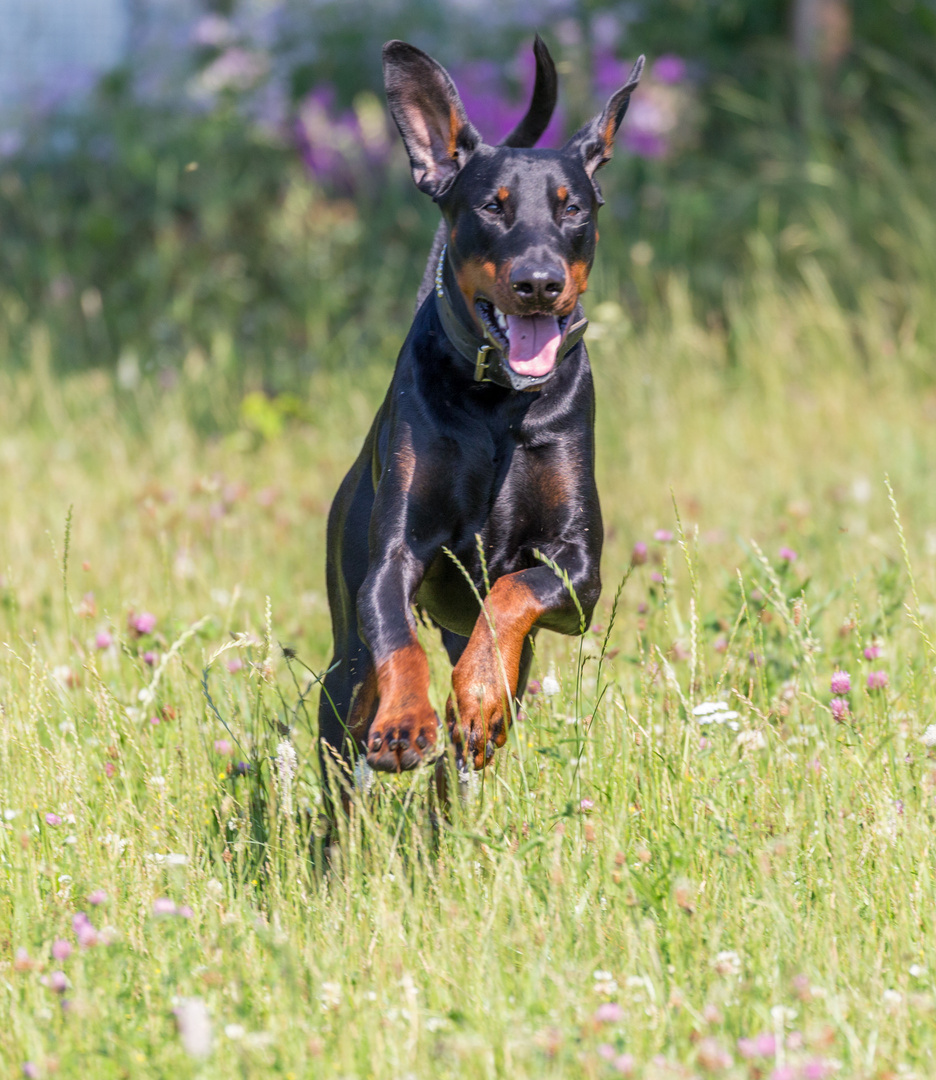 Dobermann 