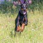 Dobermann 