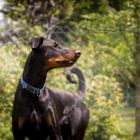 Dobermann