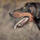 Dobermann.