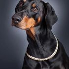 Dobermann-Frau :)