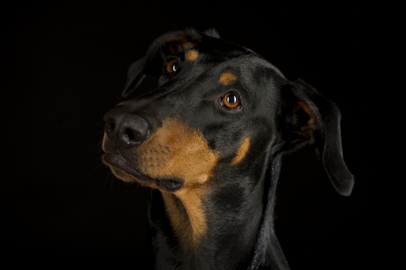 Dobermann Hündin