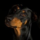 Dobermann Hündin