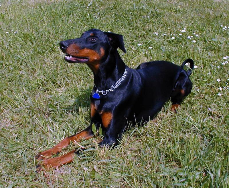 DOBERMANN-HÜNDIN LUNA SUCHT DOBERMANN-RÜDEN ..... ?