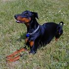 DOBERMANN-HÜNDIN LUNA SUCHT DOBERMANN-RÜDEN ..... ?