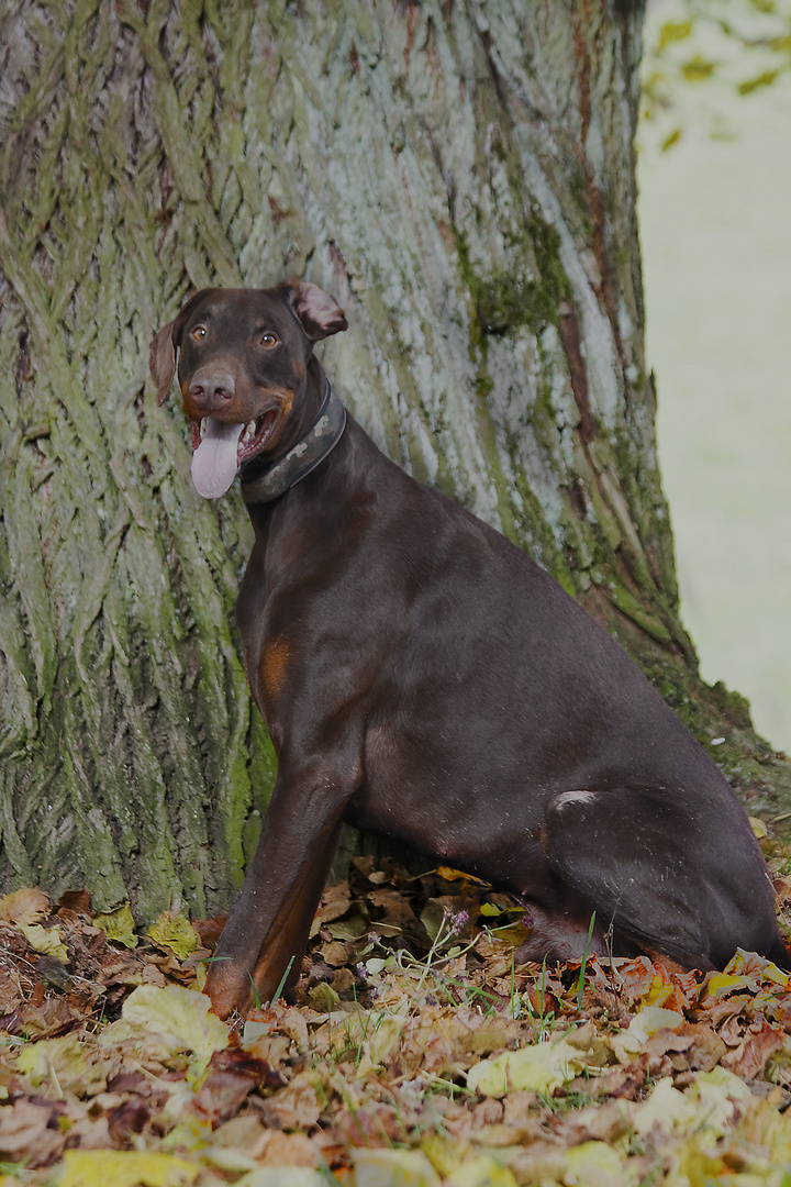 Dobermann im Herbst