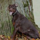 Dobermann im Herbst