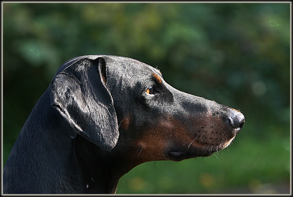 Dobermann im Profil Foto & Bild | tiere, haustiere, hunde Bilder auf
