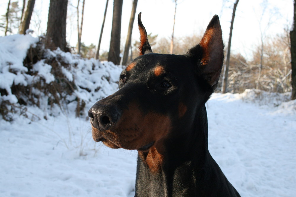 Dobermann im Schnee