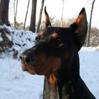 Dobermann im Schnee