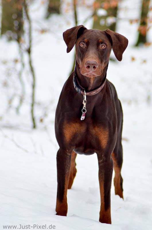 Dobermann im Schnee