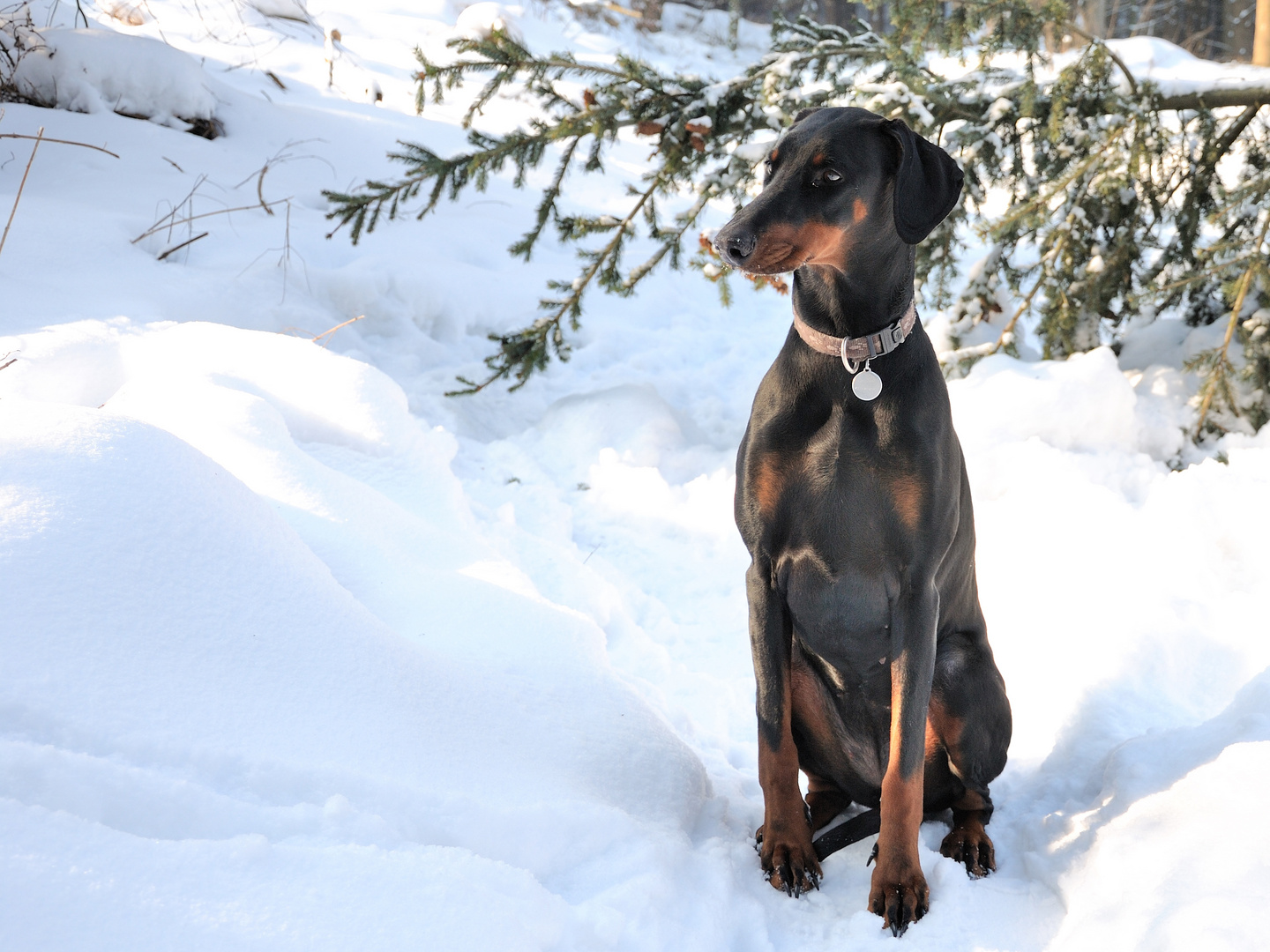 Dobermann im Schnee