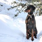 Dobermann im Schnee