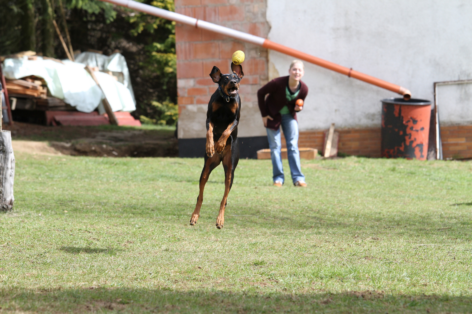 Dobermann in Action