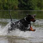 Dobermann in Action