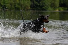 Dobermann in Action