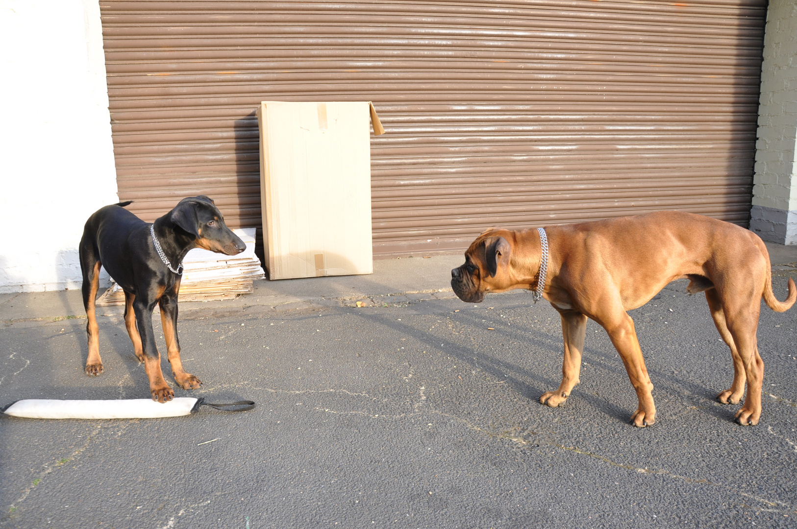 Dobermann IpMan Und Boxer Bobby