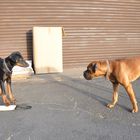 Dobermann IpMan Und Boxer Bobby