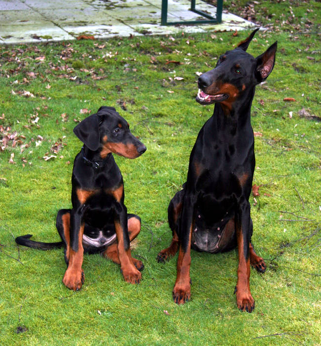 Dobermann mit Baby 3