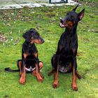 Dobermann mit Baby 3