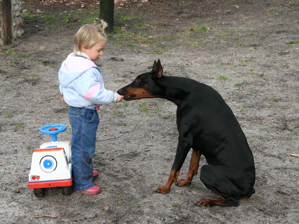 Dobermann mit Kleinkind