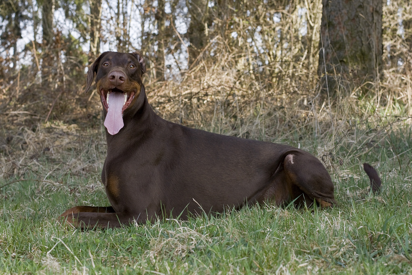 Dobermann Nemo