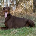 Dobermann Nemo