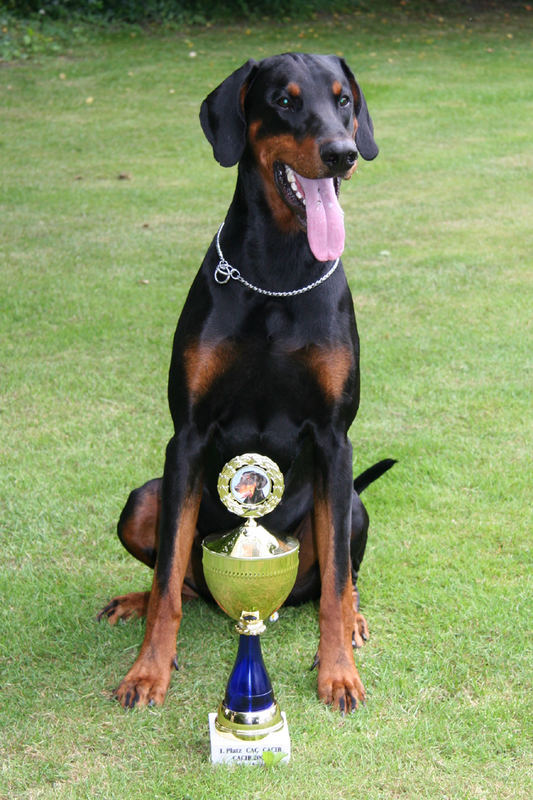 Dobermann Nixon