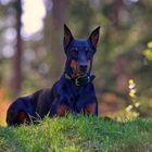 *** Dobermann-Portrait *** 