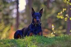 *** Dobermann-Portrait *** 