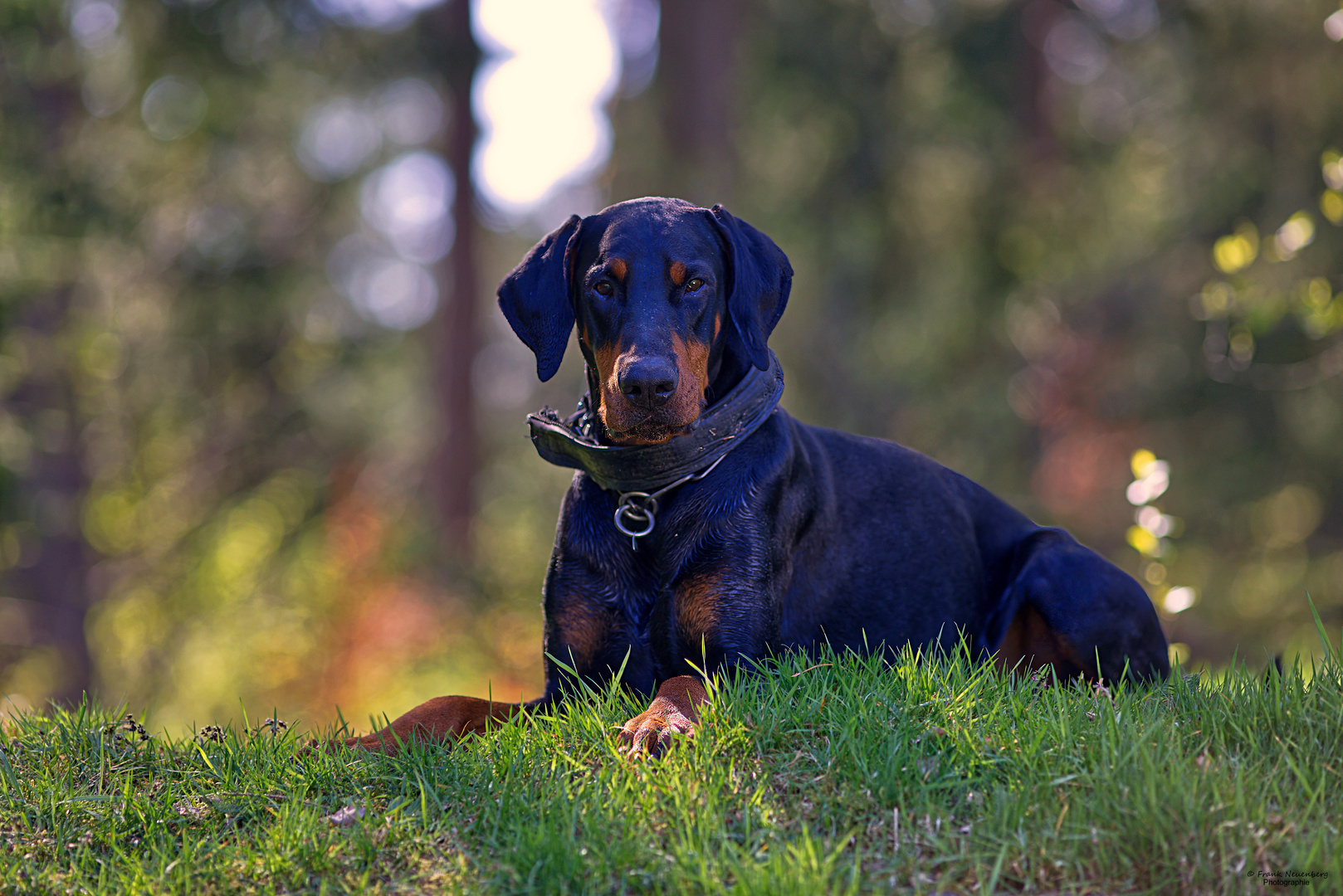 *** Dobermann-Portrait *** 