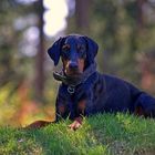 *** Dobermann-Portrait *** 