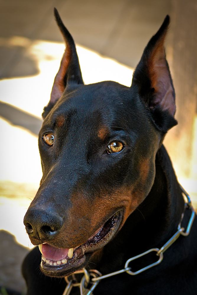 DobermannRüde Foto & Bild tiere, haustiere, hunde Bilder auf