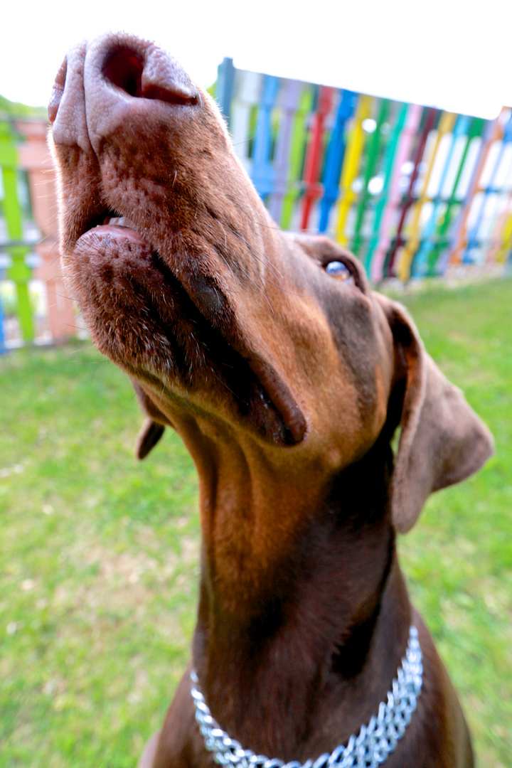 Dobermann Selly - Eine andere Sichtweise