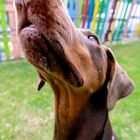 Dobermann Selly - Eine andere Sichtweise