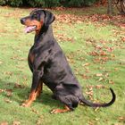 Dobermann sitzend