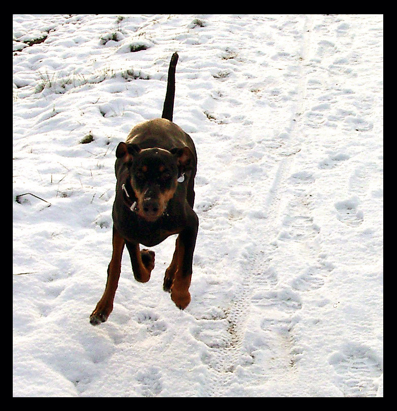 Dobermann Tessa hat Spaß im Schnee