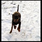 Dobermann Tessa hat Spaß im Schnee