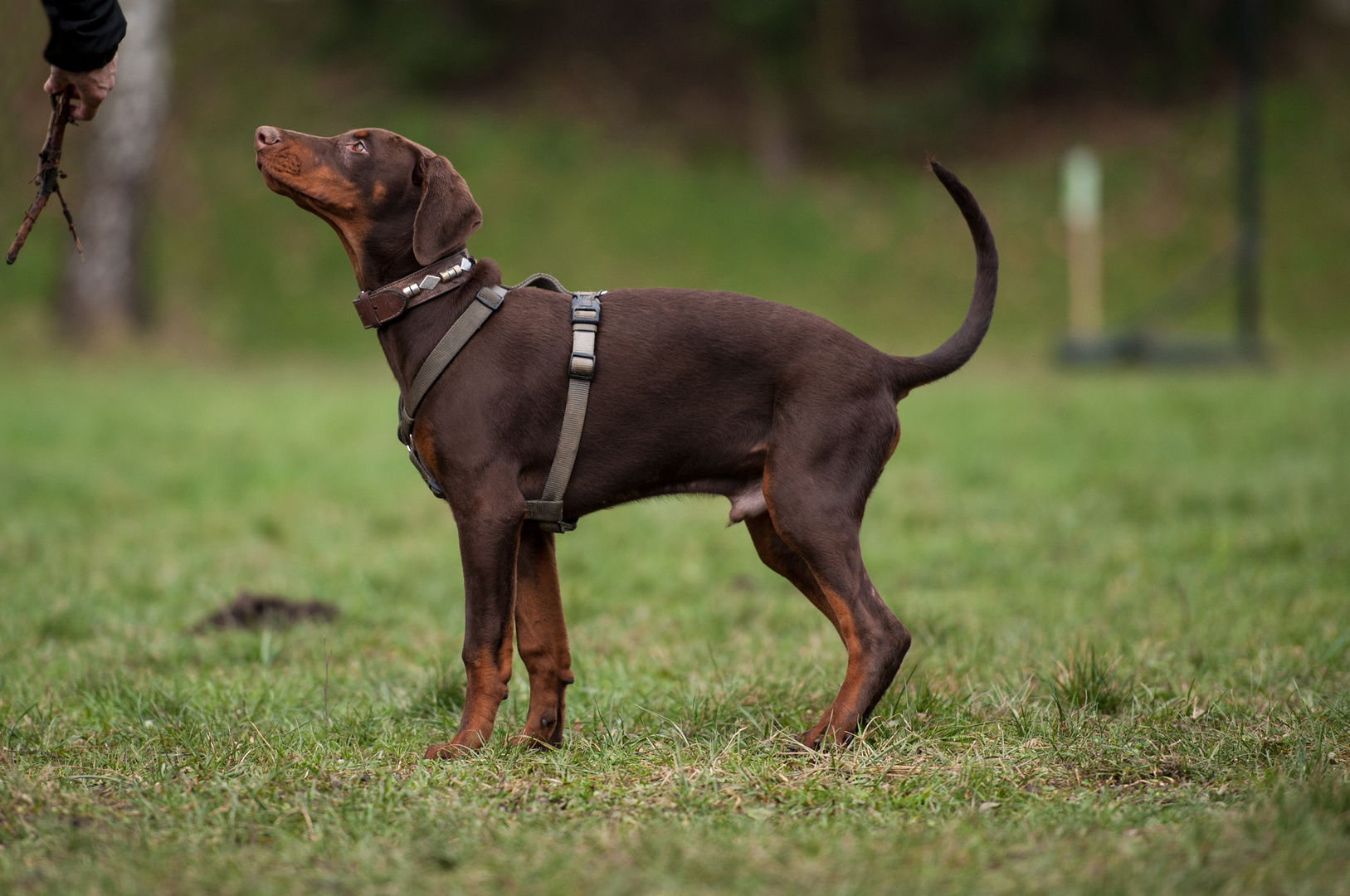 Dobermann Welpe Juno beim Training