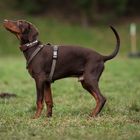 Dobermann Welpe Juno beim Training