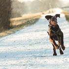 Dobermann Welpe Juno