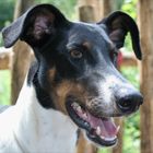 Dobermann Windhund (Galgo) Mix passt auf !