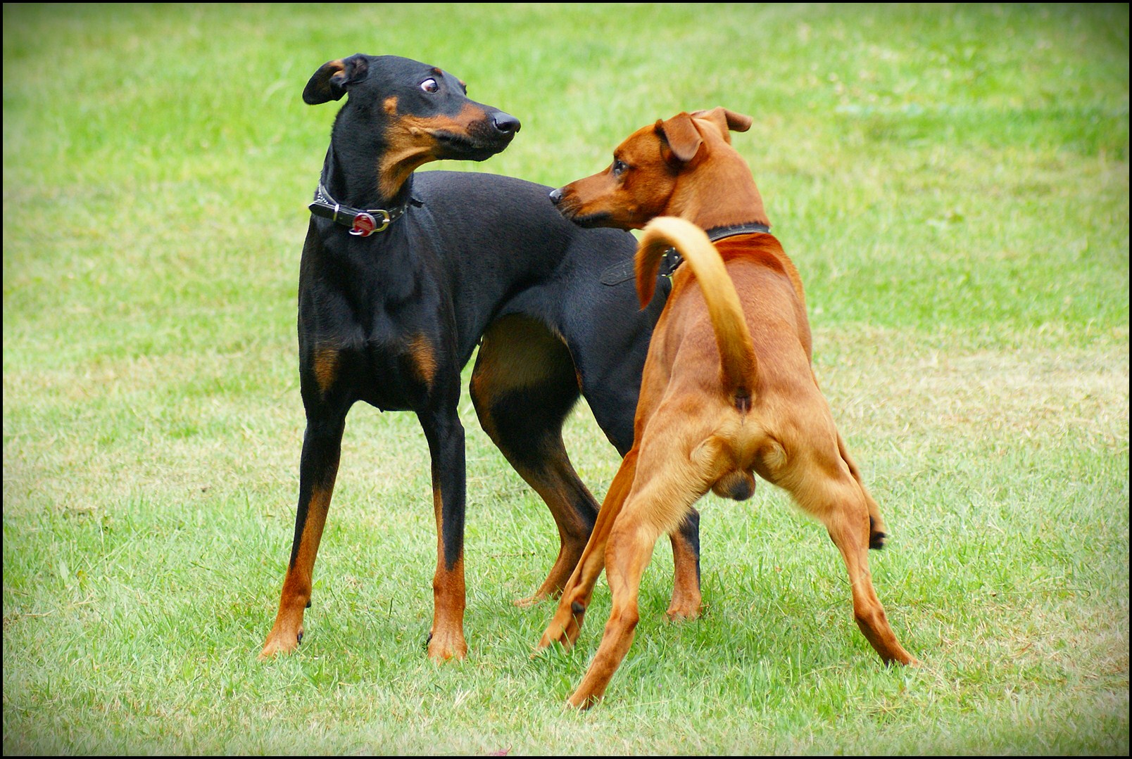 Dober(mann)frau und Dobermann Bastard