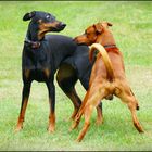 Dober(mann)frau und Dobermann Bastard