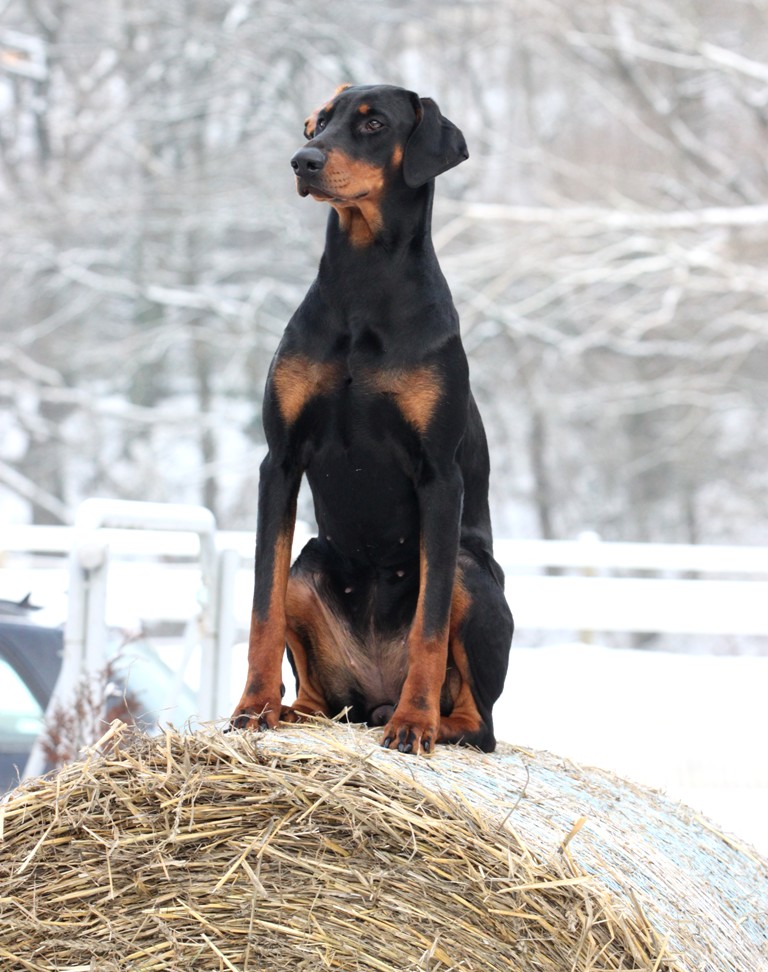 Dobermannfrau wärmt sich den Po