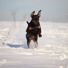 Dobermannfrauschneehase