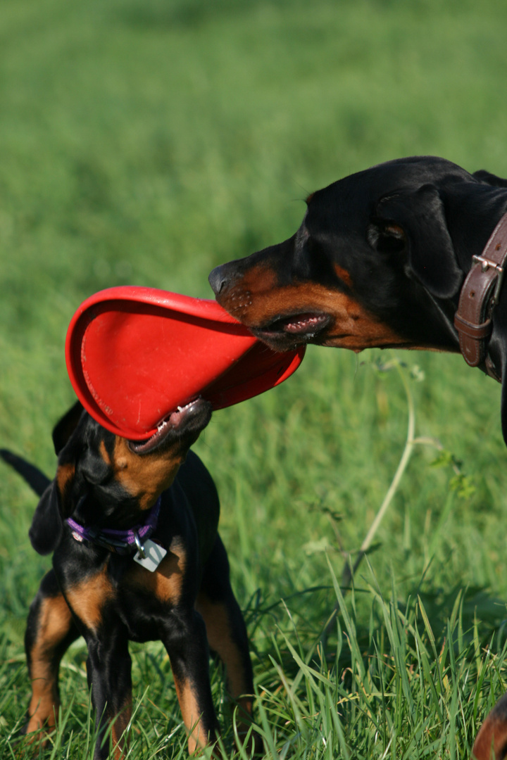 Dobermannkampf um Frisbee