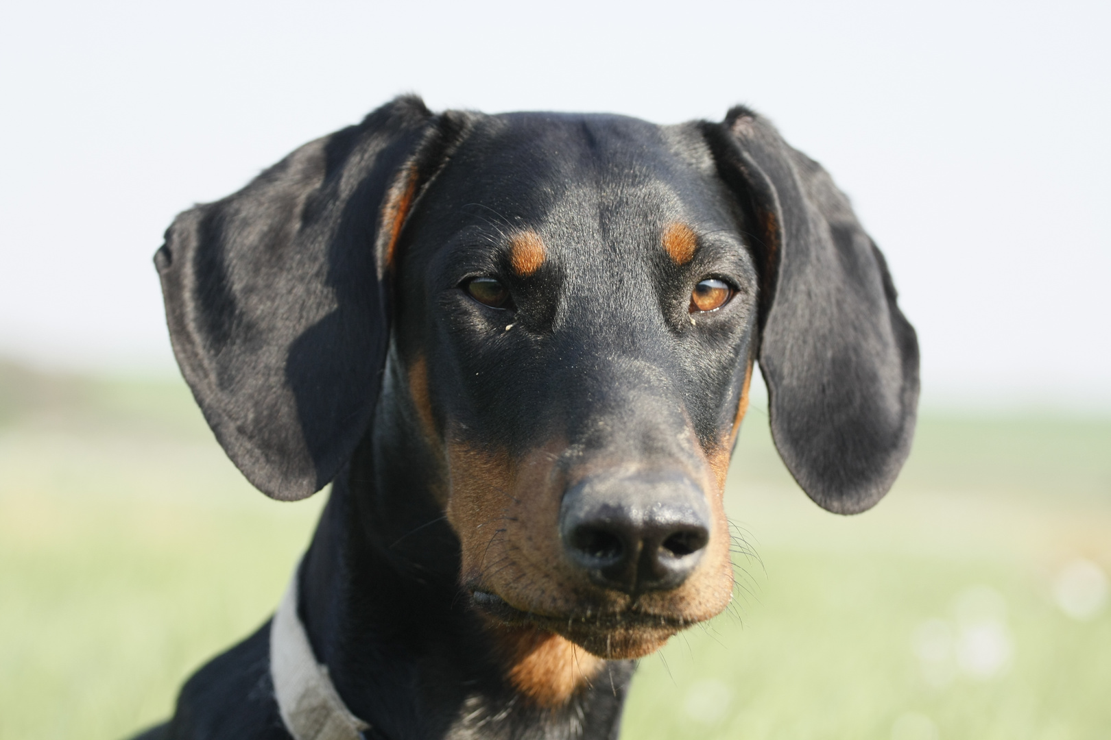 Dobernann im Portrait