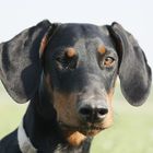 Dobernann im Portrait