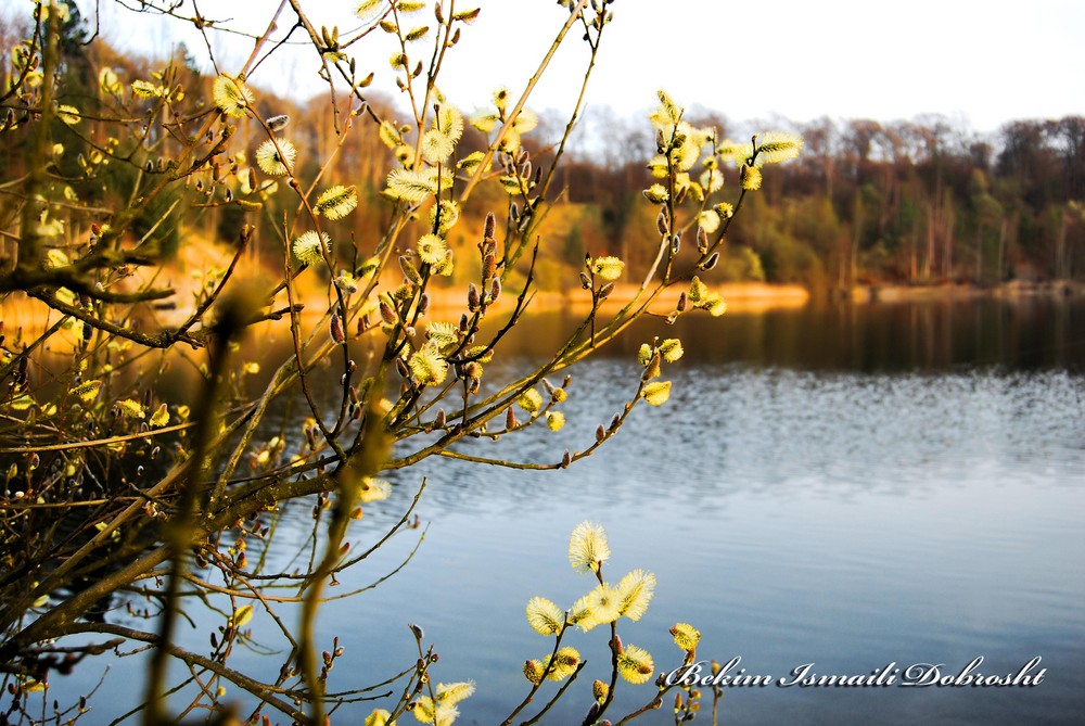 Dobroshti Photo Denmark Farum